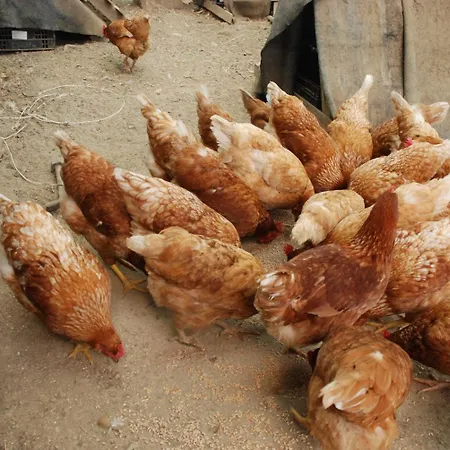 La Casona De Amaido San Tirso de Abres